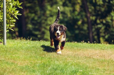 Bernese dağ köpeği yaz çayır