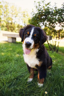 Bernese dağ köpeği yaz çayır