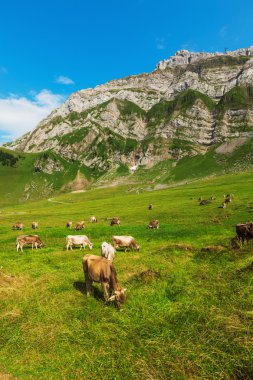 ineklerle dolu dağ manzarası