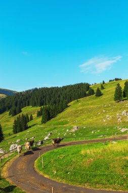 Alp manzarada otlayan inekler