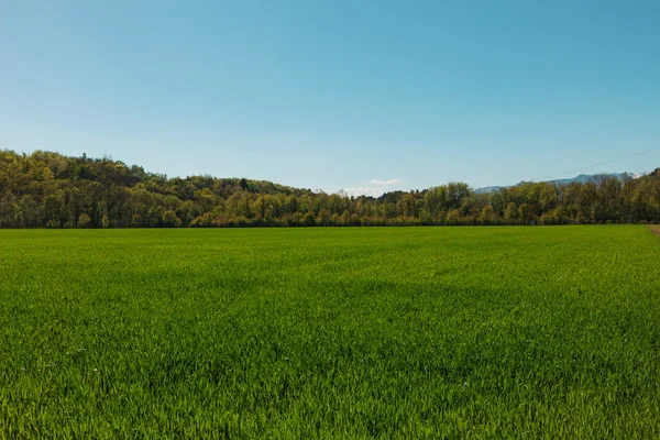 Campo de grama verde e céu azul claro — Fotografia de Stock