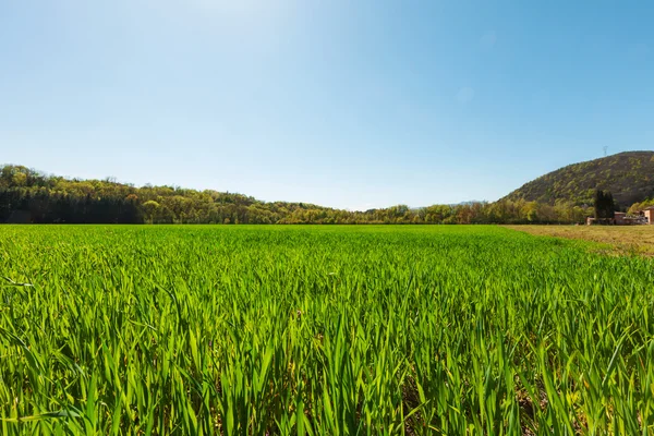 Поле зеленої трави і світло-блакитного неба — стокове фото