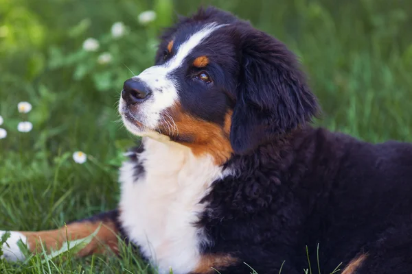 Bernese Mountain Dog no prado de verão — Fotografia de Stock