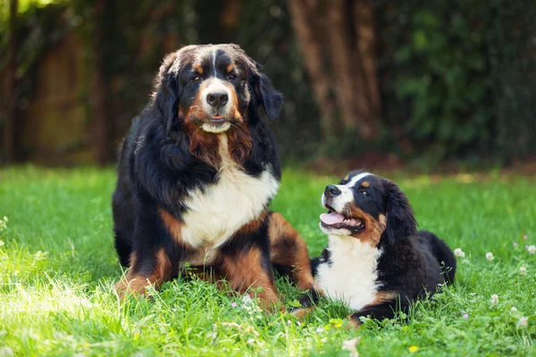 Berner Sennenhund auf der Sommerwiese — Stockfoto