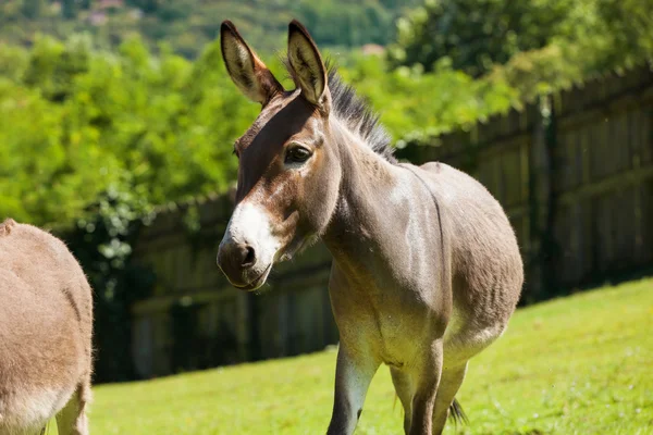 Burros pastoreo libre — Foto de Stock