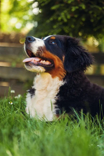 Бернская горная собака на летнем лугу — стоковое фото