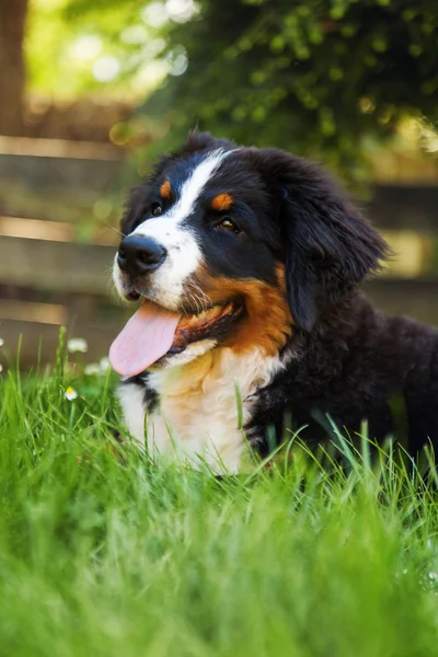 Berner Sennenhund auf der Sommerwiese — Stockfoto