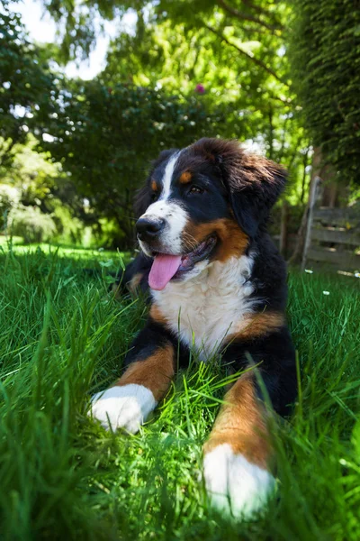 Bernese dağ köpeği yaz çayır — Stok fotoğraf