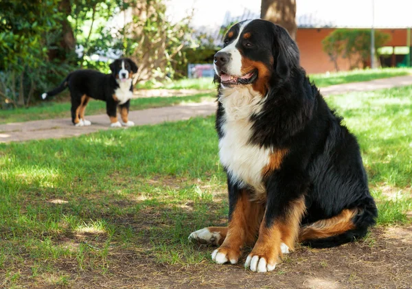 Bernese Mountain Dog in the summer meadow — Stock Photo, Image