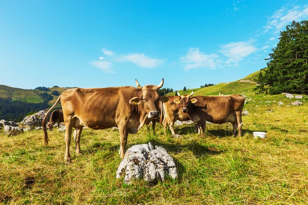 Berglandschaft mit Kühen — Stockfoto