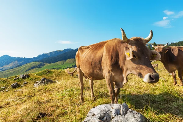 Berglandschaft mit Kühen — Stockfoto