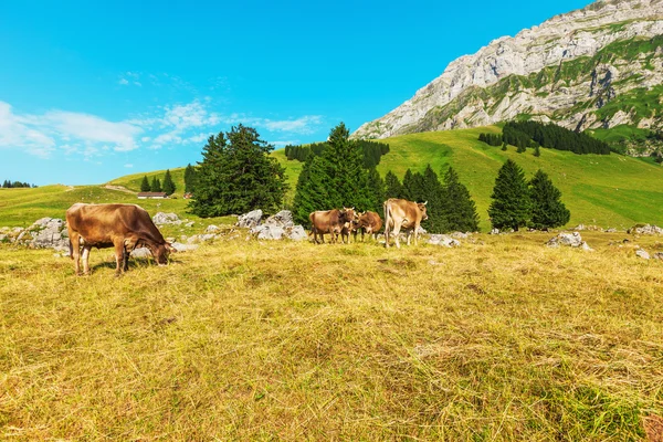 Berglandschaft mit Kühen — Stockfoto