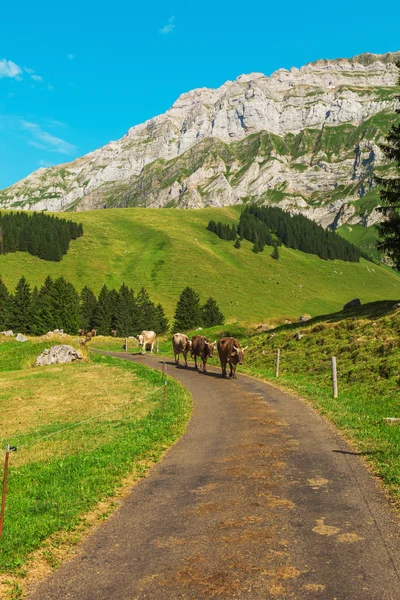 Kühe grasen in alpiner Landschaft — Stockfoto