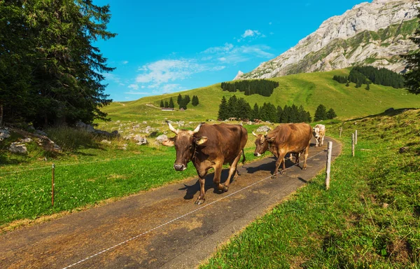 Kühe grasen in alpiner Landschaft — Stockfoto