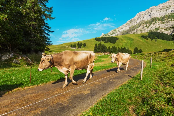 Kühe grasen in alpiner Landschaft — Stockfoto
