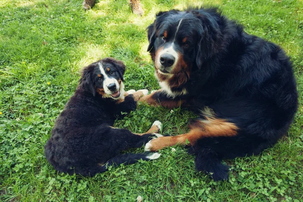 Bernese Mountain Dog in the summer meadow Royalty Free Stock Photos