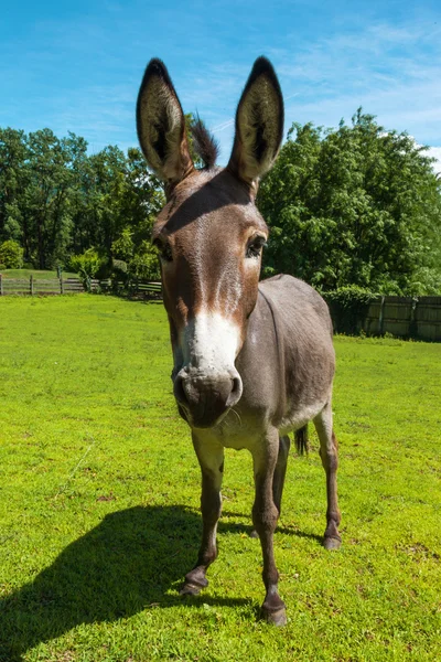 Imagenes De Burros Chistosos - Fondos de pantalla : rancho, naturaleza