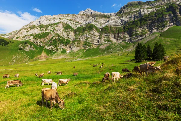 Berglandschap met koeien Rechtenvrije Stockafbeeldingen