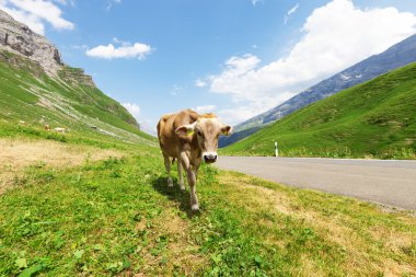 İnekli dağ manzarası