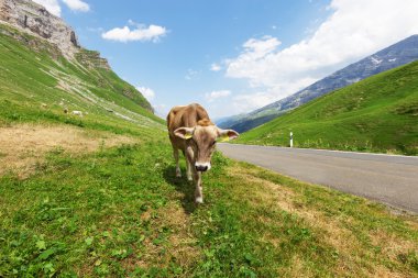 İnekli dağ manzarası