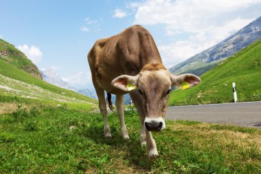 İnekli dağ manzarası