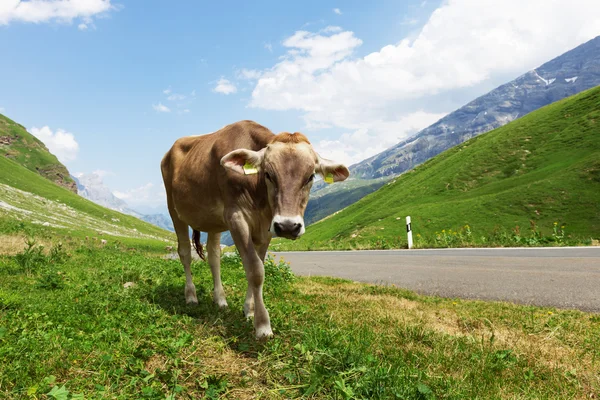 带奶牛的山地景观 — 图库照片