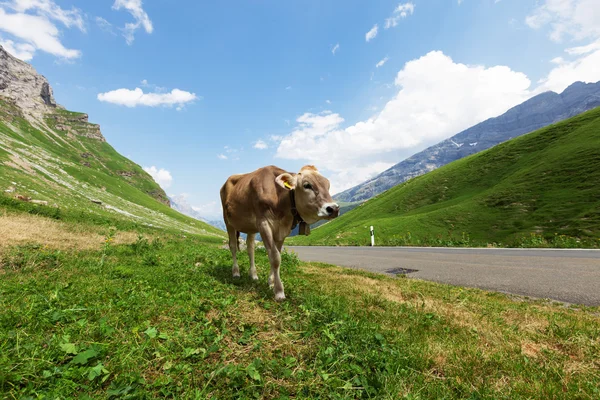 Berglandschaft mit Kuh — Stockfoto