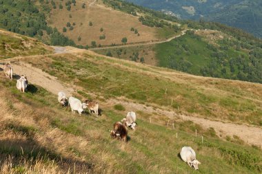 Otlayan inek sürüsü