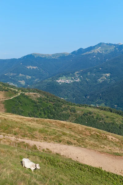 inek görünümü otlatma