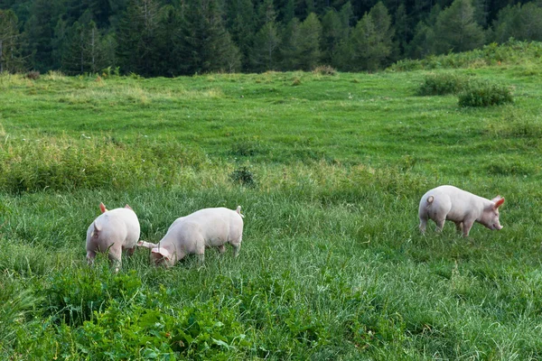 Pigs on a green grass — Stock Photo, Image