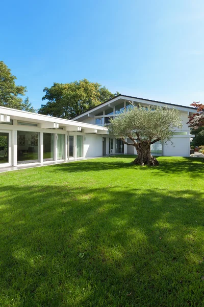 Сад современного дома с оливковым деревом — стоковое фото
