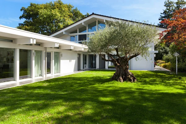 Garden of a modern house with olive tree — Stock Photo, Image