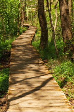 İnsanlar olmadan yeşil orman