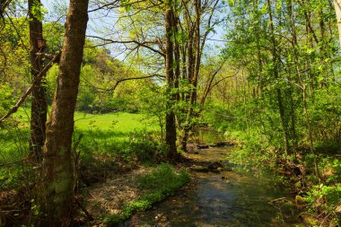 İnsanlar olmadan yeşil orman