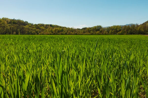 Campo de grama verde e céu azul claro — Fotografia de Stock