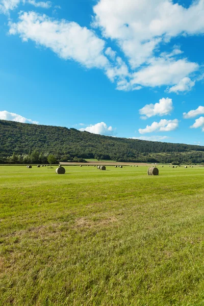 Landscape green field — Stock Image Landscape green field Royalty Free Stock Photos