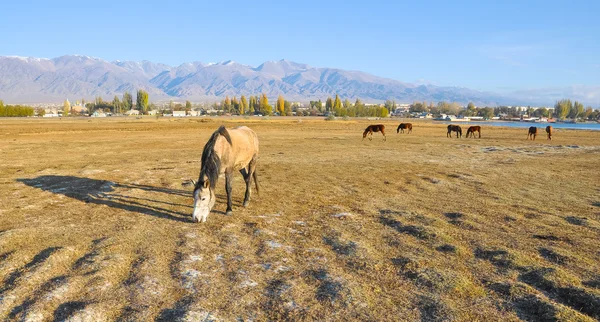 Göl kenarında sonbahar çayır ata