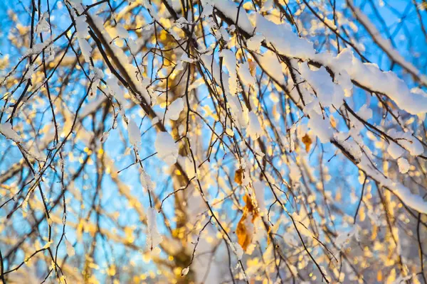 Schneebedeckte Birkenzweige im Sonnenlicht — Stockfoto