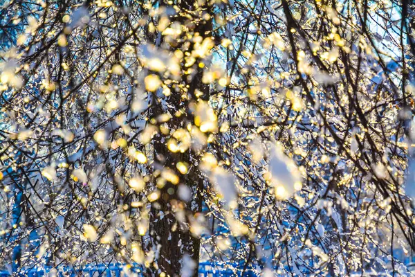 Schmelzender Schnee auf den Ästen eines Baumes im Sonnenlicht — Stockfoto