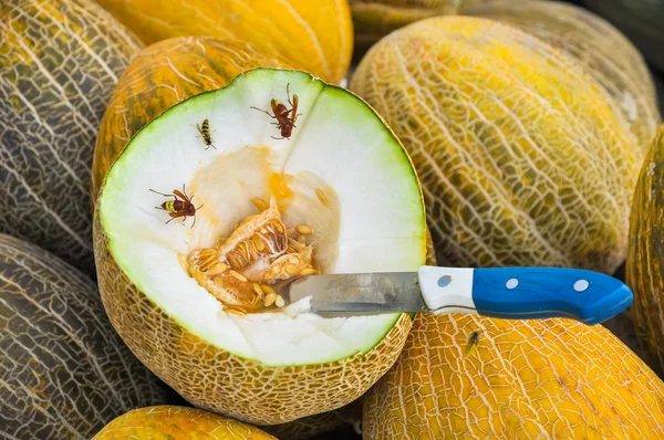 Tatlı olgun sarı kavun yarıya