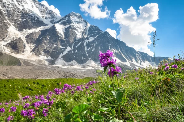 Гірські квіти на лузі на тлі засніжених гір — стокове фото