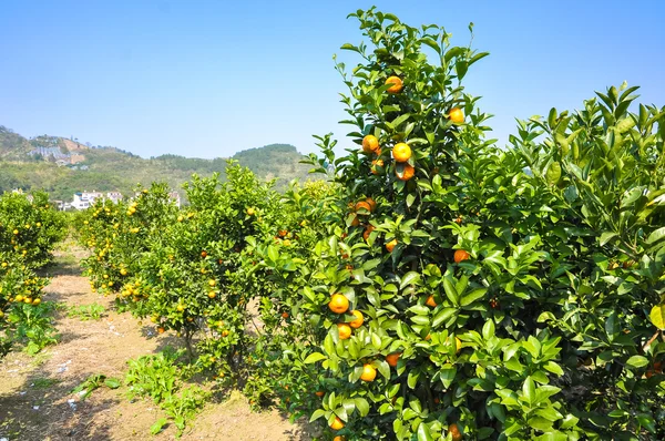 Ampio giardino di mandarini nel sud della Cina. Yangshuo — Foto Stock