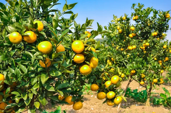 Parlak ve olgun mandalina dallar bir bahçe