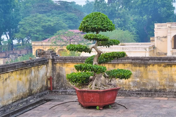 Bonsai - een klassieke decoratie dure huizen in Azië — Stockfoto