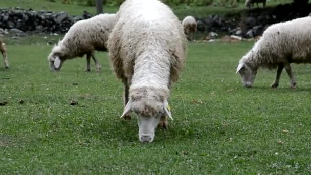 Стадо білої вівці пасеться на зеленому лузі — стокове відео