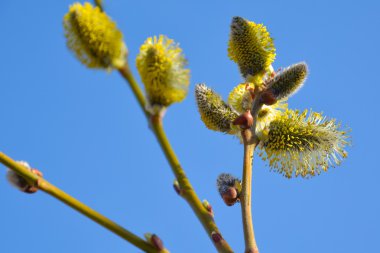 Kabarık çiçek açması ile söğüt dalı closeup tomurcukları