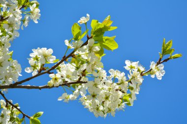 Kiraz ağaçları çiçek şube