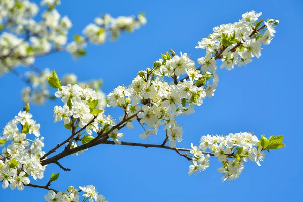 青空と桜の木の枝に開花 — ストック写真