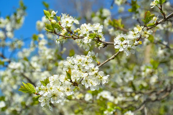 Yemyeşil çiçekli kiraz ağacı, açık şube yakın çekim 
