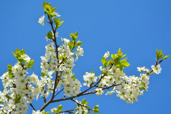 青空の桜の木の枝に開花 — ストック写真